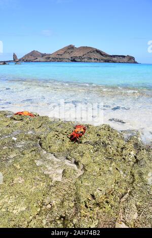Sally Lightfoot crab Grapsus grapsus en face de paysages de montagne sur les Galapagos Banque D'Images