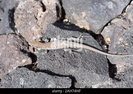 Lézard Gallotia galloti Tenerife le jeune modèle de remplacement de la peau Banque D'Images