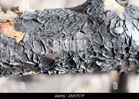 La gelée noire champignon Exidia glandulosa sur une branche Banque D'Images