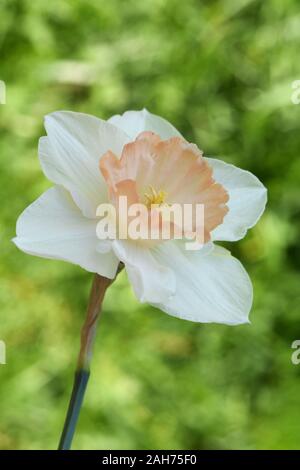 Gros plan sur un livre blanc et orange fleurs de narcisses Banque D'Images