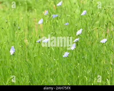 Linum usitatissimum lin bleu en fleurs dans un champ Banque D'Images