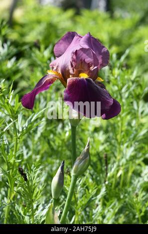 Gros plan sur l'iris mauve floraison dans un jardin Banque D'Images