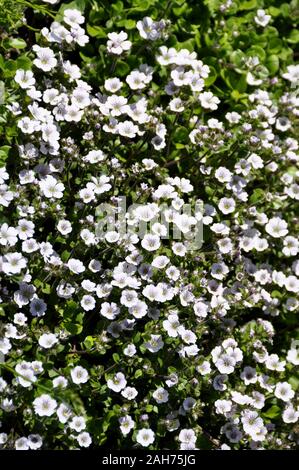 Alpine Gypsophile Gypsophila cerastioides la floraison dans un jardin Banque D'Images