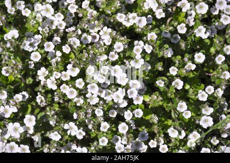 Alpine Gypsophile Gypsophila cerastioides la floraison dans un jardin Banque D'Images