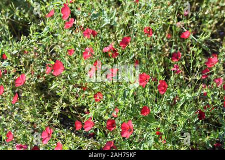 Lin Rouge Linum grandiflorum floraison dans un jardin Banque D'Images