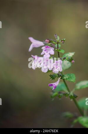 Calaminint, calamintha de Clinopodium, fleurs sauvages, Andalousie, Espagne. Banque D'Images