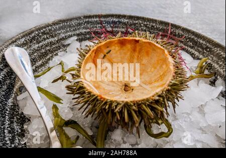 Coquille vide d'un oursin de la mer Méditerranée sur un lit de glace. Banque D'Images