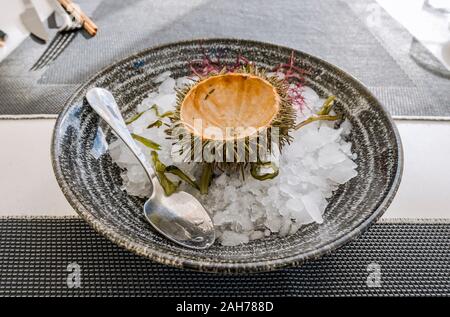 Coquille vide d'un oursin de la mer Méditerranée sur un lit de glace. Banque D'Images