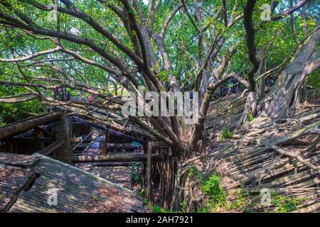 La maison de l'arbre Anping à Tainan Taiwan Banque D'Images