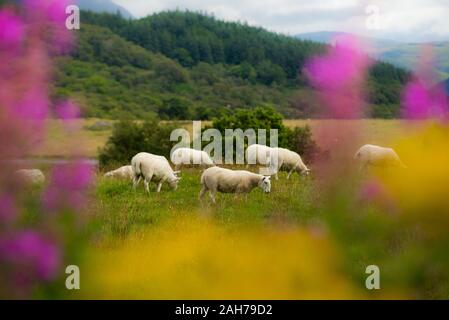 Un troupeau de moutons paissant sur un pâturage, vu de derrière un Bush de fleurs violettes et jaunes Banque D'Images