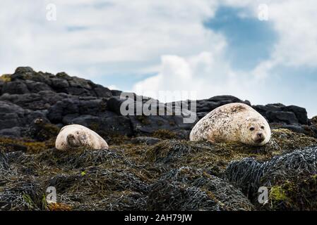 Deux phoques reposent sur une île rocheuse noire parmi faire dorer l'algue sous un ciel bleu avec des nuages Banque D'Images