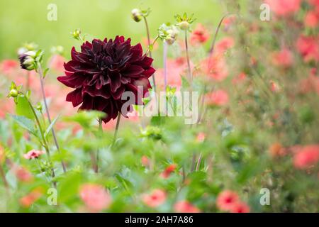 Gros plan d'une dahlia noire parmi les coquelicots contre un arrière-plan bokeh vert Banque D'Images