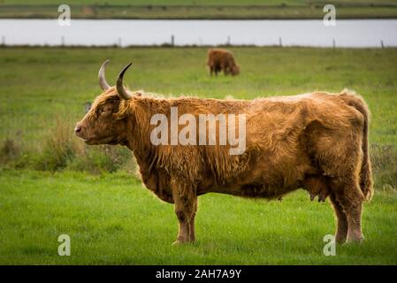 Gros plan d'un bétail écossais brun paître sur un pâturage, avec d'autres vaches visibles au loin Banque D'Images