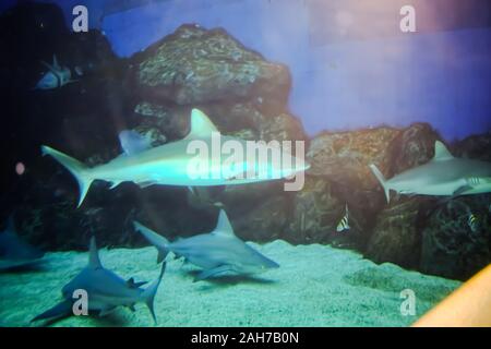 Beau bleu gros poisson dans l'aquarium Banque D'Images