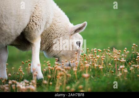 Gros plan d'un mouton blanc qui broutage dans le vert herbe parmi les fleurs jaunes Banque D'Images