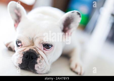 Gros plan sur le museau d'un bouledogue français blanc couché avec paresse sur le sol Banque D'Images