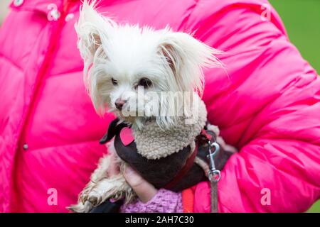 Hagley, Worcestershire, Royaume-Uni. 26 décembre 2019. Un petit chien attend patiemment que l'Albrighton et Woodland Hunt rassemble à Hagley Hall le Boxing Day pour sa traditionnelle rencontre annuelle. Peter Lopeman/Alamy Live News Banque D'Images