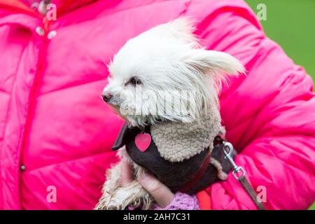 Hagley, Worcestershire, Royaume-Uni. 26 décembre 2019. Un petit chien attend patiemment que l'Albrighton et Woodland Hunt rassemble à Hagley Hall le Boxing Day pour sa traditionnelle rencontre annuelle. Peter Lopeman/Alamy Live News Banque D'Images