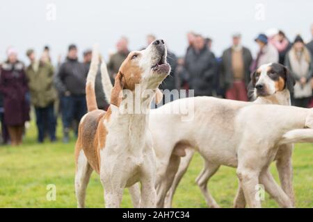 Hagley, Worcestershire, Royaume-Uni. 26 décembre 2019. L'Albrighton et Woodland Hunt se réunit à Hagley Hall le Boxing Day pour sa traditionnelle rencontre annuelle. Peter Lopeman/Alamy Live News Banque D'Images