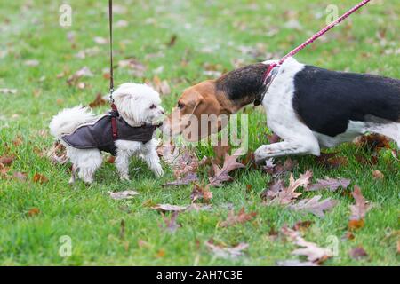 Hagley, Worcestershire, Royaume-Uni. 26 décembre 2019. Les chiens saluent comme l'Albrighton et Woodland Hunt rassemble à Hagley Hall le Boxing Day pour sa traditionnelle rencontre annuelle. Peter Lopeman/Alamy Live News Banque D'Images