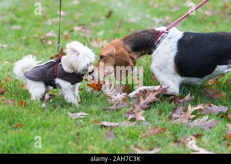 Hagley, Worcestershire, Royaume-Uni. 26 décembre 2019. Les chiens saluent comme l'Albrighton et Woodland Hunt rassemble à Hagley Hall le Boxing Day pour sa traditionnelle rencontre annuelle. Peter Lopeman/Alamy Live News Banque D'Images