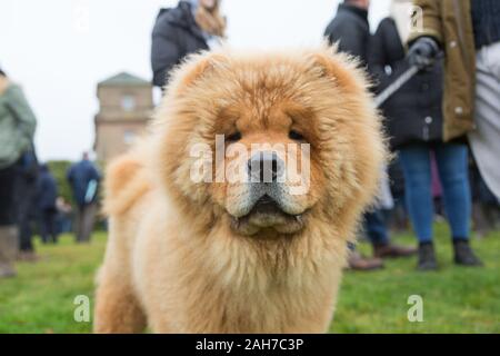 Hagley, Worcestershire, Royaume-Uni. 26 décembre 2019. 9-month-old Chester, un Chow Chow, attend patiemment que l'Albrighton et Woodland Hunt rassemble à Hagley Hall le Boxing Day pour sa traditionnelle rencontre annuelle. Peter Lopeman/Alamy Live News Banque D'Images