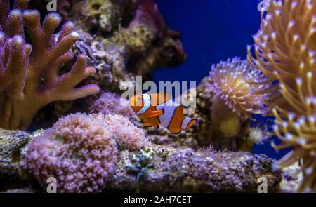 Des poissons clown nage parmi les coraux Banque D'Images