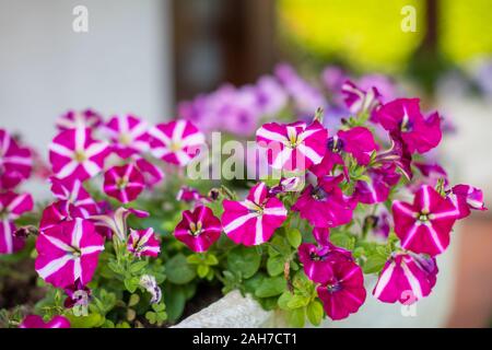 Gros plan d'un pot de fleurs rempli de pétunias violets et blancs, sur fond de bokeh vert Banque D'Images