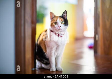 Gros plan d'un chat Calico femelle de trois couleurs avec un collier rouge se tenant sur la porte en regardant le appareil photo Banque D'Images
