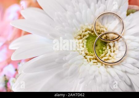 Deux anneaux de mariage dorés posés sur une Marguerite blanche contre un arrière-plan bokeh rose Banque D'Images