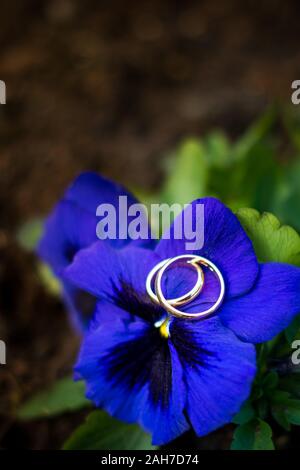 Gros plan de deux anneaux de mariage dorés reposant sur un fleur d'iris bleu Banque D'Images