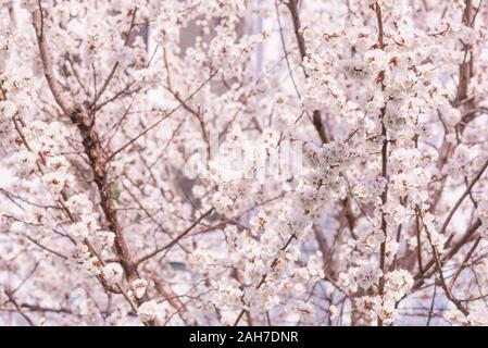 Branches de printemps blossoming cherry dans un matin brumeux Banque D'Images