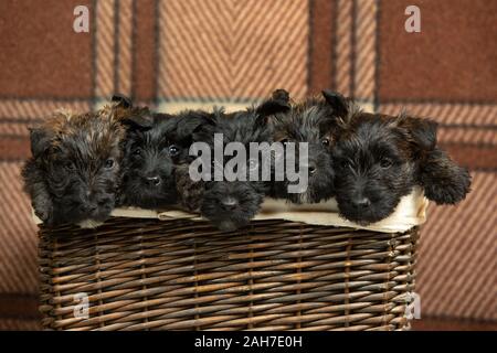 Scottish Terrier chiots posing. Cute black toutous ou animaux à l'affiche dans le panier. A l'air mignon. Confortable. Sem - allemand Studio. Concept de vacances, temps de fête, de l'humeur d'hiver. L'espace négatif. Banque D'Images