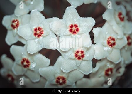 Hoya carnosa, Porcelainflower waxplant, Close up. Fleur blanche avec un centre rouge comme une étoile. Gouttes de nectar sur la fleur. Macro. Banque D'Images