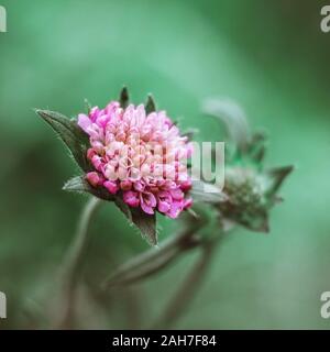 Belle fleur rose domaine scabious, gypsy rose, coussin, Knautia arvensis sur fond vert libre. Prairie, champ de l'été dernier, macro. Banque D'Images