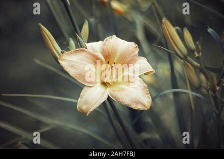 L'hémérocalle orange rose sur fond vert close-up. Hemerocallis saumon avec feuilles texturées. Vue supérieure de la macro. Jardin des plantes vivaces. Banque D'Images