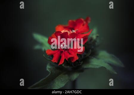 Fleurs rouge vif de Lychnis chalcedonica ou Agrostemma chalcedonica ou campion ou saumon ou sombre amour brûlant close up sur fond flou vert. Banque D'Images