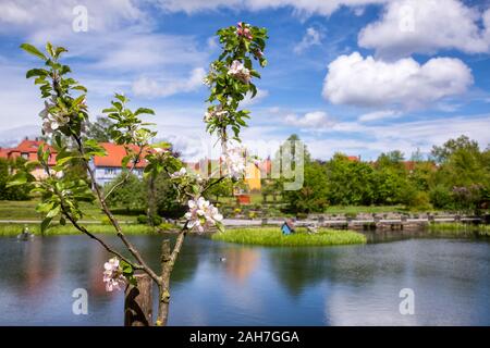 Fleurs de pommier avec town park et Rothenburg l étang à Crailsheim, Vieille Ville, Centre de la Franconie, Bavière, Allemagne, un voyage populaire dest Banque D'Images