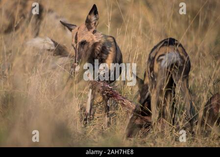 Pack de lycaons (Lycaon pictus) avec impala tuer en NP Moremi (Khwai), Botswana Banque D'Images