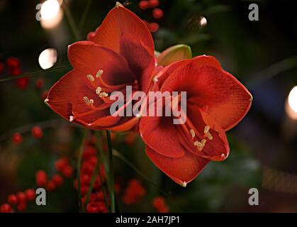 Bouquet d'Amaryllis rouge (Amaryllidaceae), genre Saint Joseph, lilies (Hippeastrum), en face d'une des lampes. Banque D'Images