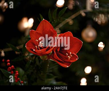 Bouquet d'Amaryllis rouge (Amaryllidaceae), genre Saint Joseph, lilies (Hippeastrum), en face d'une des lampes. Banque D'Images
