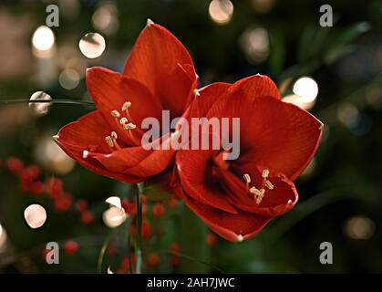 Bouquet d'Amaryllis rouge (Amaryllidaceae), genre Saint Joseph, lilies (Hippeastrum), en face d'une des lampes. Banque D'Images