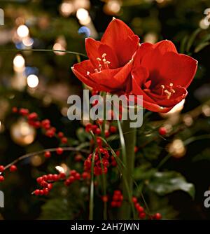 Bouquet d'Amaryllis rouge (Amaryllidaceae), genre Saint Joseph, lilies (Hippeastrum), en face d'une des lampes. Banque D'Images