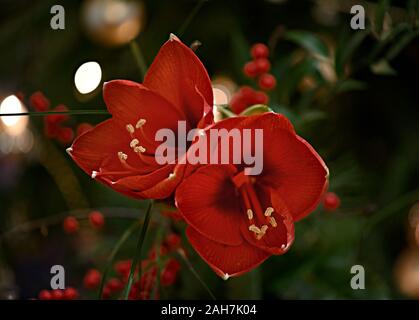 Bouquet d'Amaryllis rouge (Amaryllidaceae), genre Saint Joseph, lilies (Hippeastrum), en face d'une des lampes. Banque D'Images
