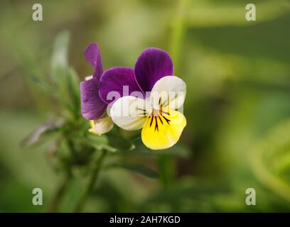 Pensées sur un fond naturel vert close-up. Violet floraison tricolore, pansy, heartsease. Belle fleur de pourpre, blanc et pétales jaunes. Banque D'Images