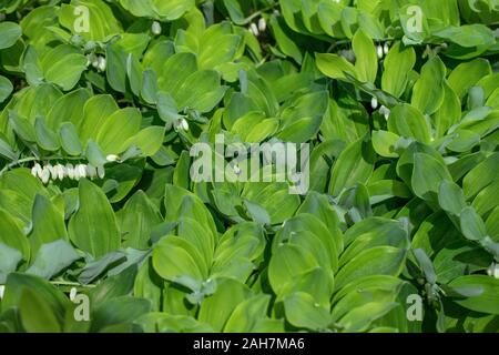 Texture de la feuille verte. Le sceau de Salomon angulaire, polygonatum dans le jardin sur un fond vert. Une plante vivace avec de belles fleurs blanches. Banque D'Images