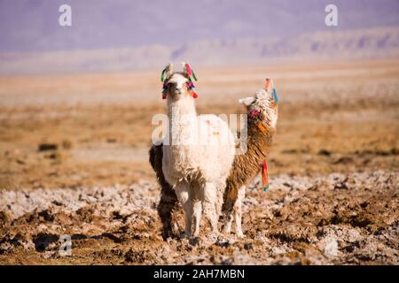 Les alpagas dans le Salar de Atacama Atacama (Salt Lake), Tambillo, réserve nationale Los Flamencos, désert d'Atacama, Chili, Amérique du Sud Banque D'Images