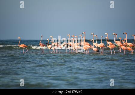 Les oiseaux de l'Bahamas. Gros plan d'une volée de flamants plus sauvage jouissant d'un haut-fond dans la mer près de l'île de Mayaguana. Banque D'Images