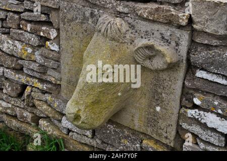 La tête d'une vache sculpté dans la pierre calcaire incrustée dans un mur en pierre sèche sur l'île de Purbeck, dans le Dorset, UK Banque D'Images