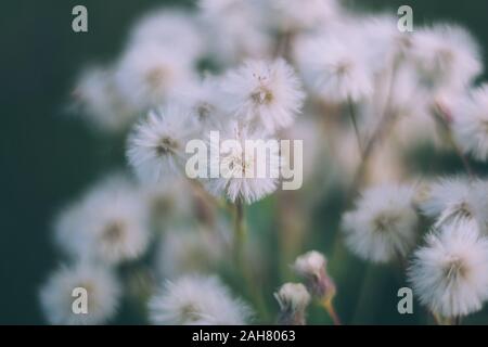 Fleurs blanc moelleux, butterweed horseweed, Erigeron canadensis, vergerette du Canada Conyza canadensis, poulains,-queue sur un fond pâle vert close up Banque D'Images